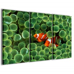 Quadro Poster Tela Clownfish Anemone 120x90