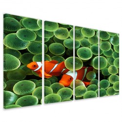 Quadro Poster Tela Clownfish Anemone 160x90