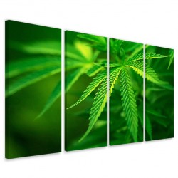 Quadro Poster Tela Cannabis Foliage160x90