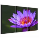 Quadri 100x70 Floreali